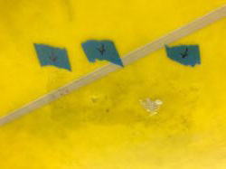 �I�[�o�[�z�[�� �G�|�L�V �}�[�{���C���� 4_6